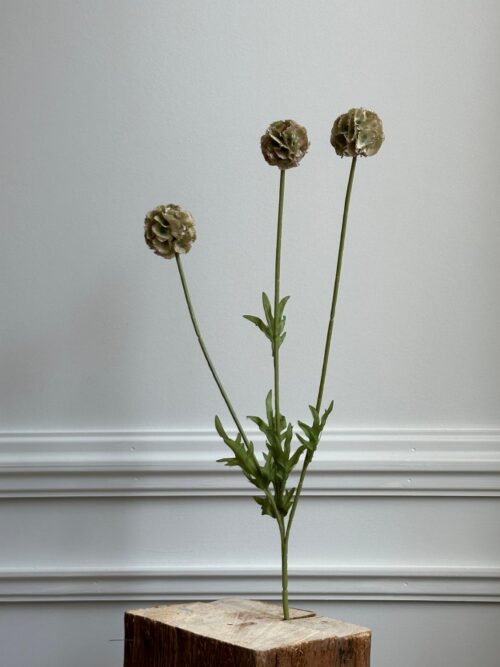 Scabiosa, grønn