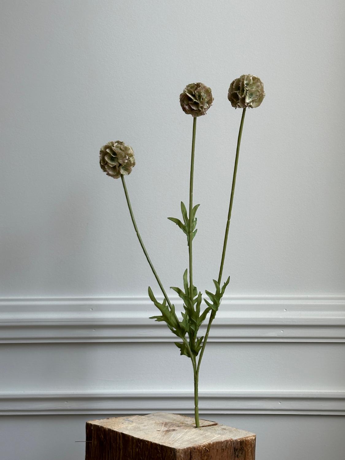 Scabiosa, grønn Scabiosa, grønn