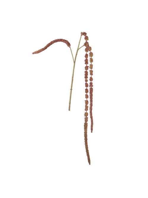 Amaranthus, 95 cm